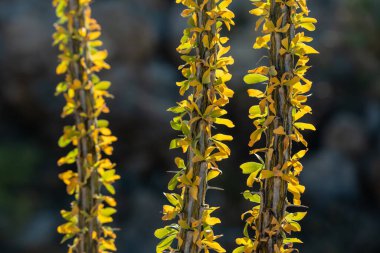 Leaves Of Ocotillo Begin To Yellow In Fall in Saguaro National Park clipart