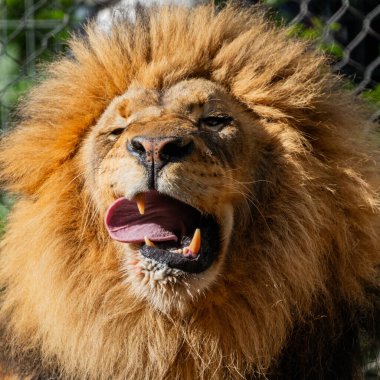 Erkek Aslan Keskin dişlerini göstererek Yalıyor