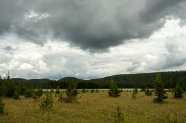 Kurt Gölü 'nün üzerine yağmur bulutları çöker Yellowstone' un çayırlarında büyüyen küçük çamlar.