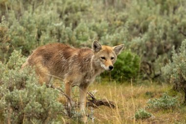Sly Coyote Yellowstone 'da Bilge Çalı Tarlasında Yürüyor