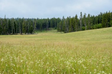 Yellowstone Ulusal Parkı 'ndaki Mary Dağı' nın Büyük Çimenleri Yuvarlanan Tepelerini kaplıyor