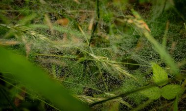 Örümcek Ağı Karmaşası Redwood Ulusal Parkı 'nda Zemini ve Sabah Çiyi Yakala