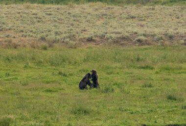 Yellowstone Ulusal Parkı 'nda İki Boz Ayı Güreşiyor