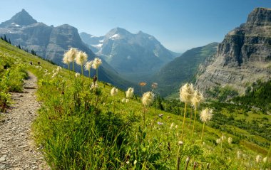 Batı Tohum Başı Çiçekleri Buzul Ulusal Parkı 'ndaki Kayalık Geçidi Boyunca Genişliyor