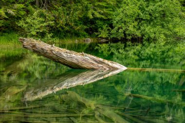 Yıpranmış Kütük Yeşil Gölün Durgun Suyuna Yansıyor