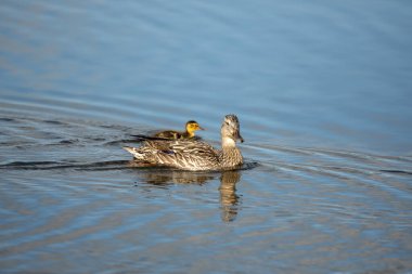 Yellowstone 'daki Grebe Gölü' nde Mavi Kanatlı Ördekli Ördek