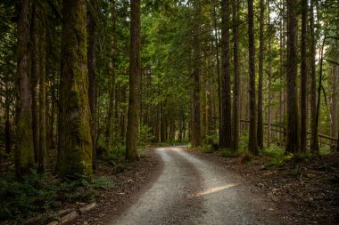 Dar Toprak Yol Kuzey Şelaleleri Ulusal Parkı 'ndaki Pasifik Kuzeybatı Ormanı' nı Geçiyor