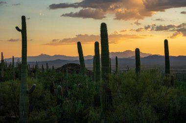 Turuncu Güneş Işıkları Saguaro Kaktüs Ormanı 'nın üzerindeki uzak dağları aydınlatıyor.