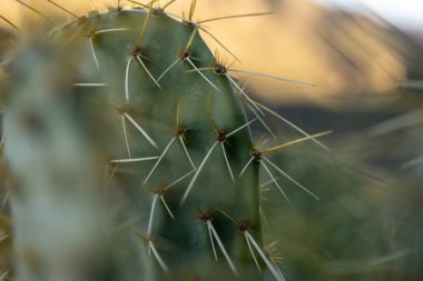 Dikenli Armut Kaktüsü 'nün derinliklerine Saguaro Ulusal Parkı' nda dikenler ve Glochid 'lerle kaplı.