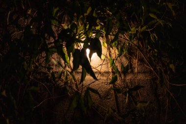 Beton Blok Duvarı Üzerinde Büyüyen Bitki Bahçede Işıkla Işıklandırıldı