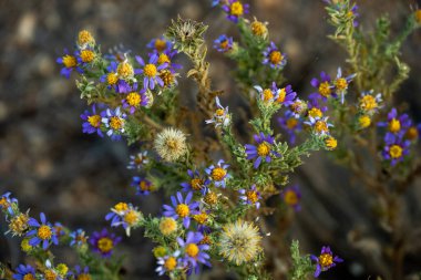 Aster 'in Mor Yaprakları Saguaro' da Patikanın Ortasında Büyür
