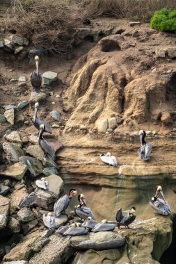 Güney Kaliforniya 'daki La Jolla Kayalıkları Arasında Pelicanlar Dağıtıldı