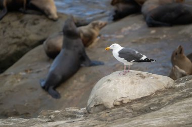 Deniz Martıları Kaliforniya kıyısı boyunca Deniz Aslanlarının Üzerinde Korunmasız Kayalıklarda Duruyor