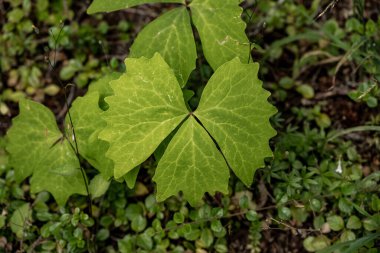 Wing Shaped Leaves Grow On Forest Floor in Mount Rainier National Park clipart