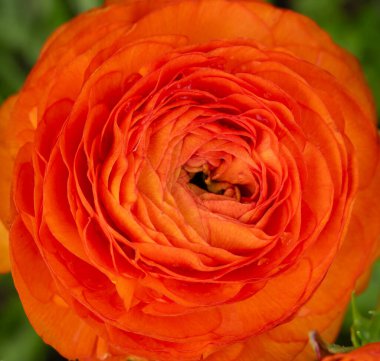 Ranunculus çiçeğine ve taç yapraklarının katmanlarına yakın.