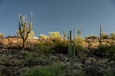 Saguaro 'nun Hillside' ı Sonoran Çölü 'nde Sabah Güneşini Yakalıyor