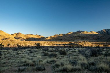 Dağlar, kış sabahı Joshua Ağaçlarının Geniş Ormanı 'nda Akşam Işığını Yakalıyor