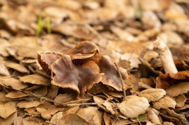 Mantarlar Kanal Adaları Ulusal Parkı 'nda Düşen Yapraklar' da Saklanıyor