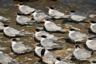Royal Terns Rüzgarla Karşı Karşıya Kayalık sahilde