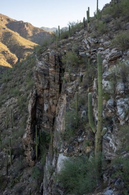 Saguaro Kaktüsü Arizona 'daki Sabino Kanyonundaki Büyük Kaya Kayalıkları' nda büyüdü.