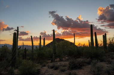 Saguaro Kaktüsü, Saguaro Ulusal Parkı 'nda gün batımında Parlayan Bulutların Altında Gökyüzüne Yükseliyor