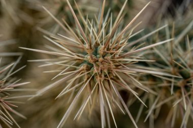 Saguaro Ulusal Parkı 'nda zincirli kaktüsün ucunda dikenler.