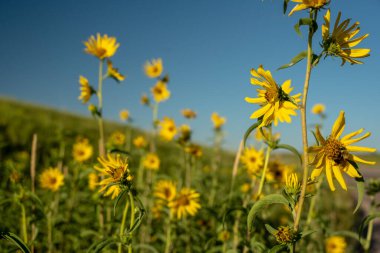 Vahşi Ayçiçekleri Rüzgâr Mağarası Ulusal Parkı 'nda Mavi Gökyüzüne Karşı Bir Grupta Büyür