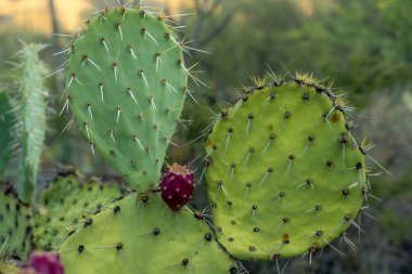 Parlak Pembe Ton Balığı, Saguaro Ulusal Parkı 'ndaki Armut Kaktüsünün Yeşilliklerine Yuvalanmış