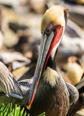 Kahverengi Pelikan Kayanın üzerinde Preening yaparken Durakladı