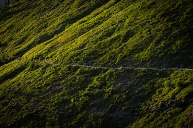 Highline Trail Crosses Like.Belt On Green HIll Side in Glacier National Park clipart