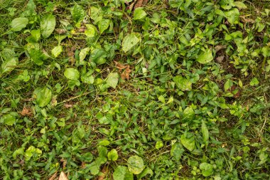 Kuzey Carolina 'da Blue Ridge Parkway boyunca birden fazla yeşil bitki yetişiyor.