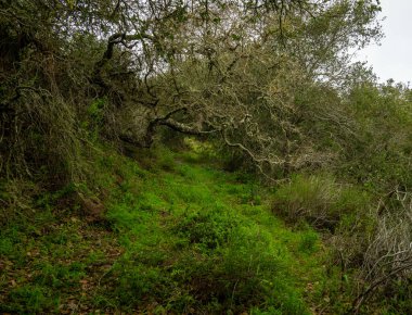 Çin 'e uzanan çam ağaçları üzerinde Kanal Adaları Ulusal Parkı' ndaki Santa Cruz Adası 'nda saklanıyor.