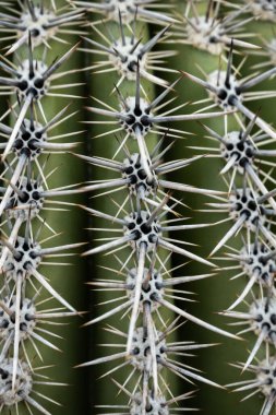 Kusursuz sipariş edilmiş dikenler Sonoran Çölü 'ndeki Saguaro Kaktüsünde Kalın Büyür