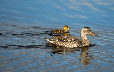 Yellowstone Ulusal Parkı 'nda Ördek Yavrusu Yüzerken Mavi Kanatlı Teal Profilinde Mor Tüy