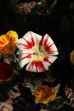 Baharda Lale Çiçeğinin Beyaz Taçyaprakları Üzerinde Kırmızı Çizgiler