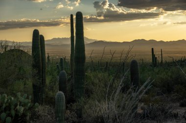 Saguaro Kaktüsü Saguaro Ulusal Parkı 'nın aşağısındaki Tozlu Vadi' ye aşağıdan bakıyor.