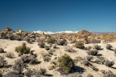 Karlı Dağlar, kışın Joshua Tree Ulusal Parkı 'nın üzerinde yükseliyor