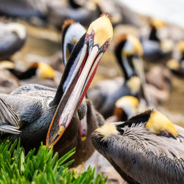Kahverengi Pelikan, kalabalık sahilde gagasıyla uzanır.