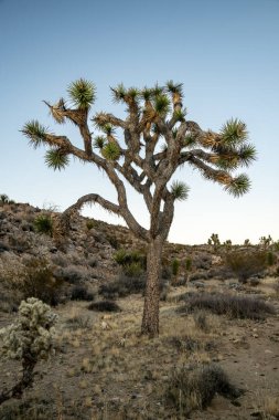 Mojave Çölü 'ndeki Çölde Yuşa Ağacının Çarpık Kolları