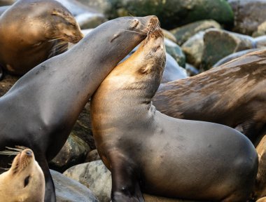La Jolla Point 'te İki Deniz Aslanı burun buruna