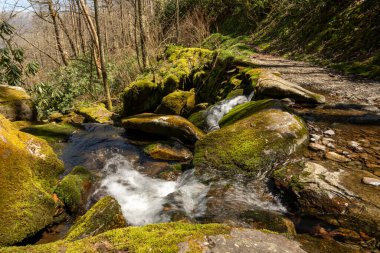 Deredeki su, Smokies 'deki Yılan Tepesi Yolu' nun Üzerinde.