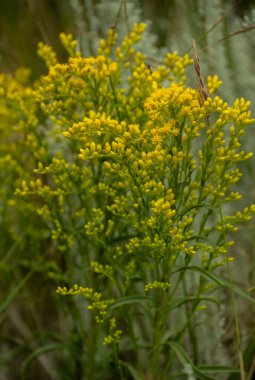 Sarı Yonca Rüzgâr Mağarası Ulusal Parkı 'nda Çiçek Açtı