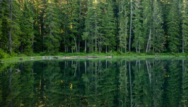 Çam ağaçlarının duvarı George Gölü 'nün durgun suyuna yansıyor.