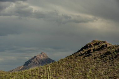 Saguaro Ulusal Parkı 'nda Batı Saguaro Dağlarının Üzerindeki Bulutlar Akşam Işığını Yakalıyor