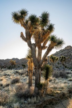 Joshua Tree Ulusal Parkı 'nda Joshua Ağacı Parlak Gökyüzüne Karşı Duruyor