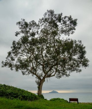 Anacapa Adası üzerindeki Büyük Ağaç ve Kaçakçılar Kanal Adaları Ulusal Parkı 'ndaki kıyı şeridini kapsıyor