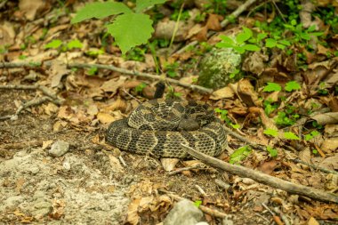Shenandoah Ulusal Parkı 'nda Çıngıraklı Çıngıraklı Yılan