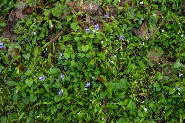 Purple Violets Pops Out Among The Green Forest Floor In Great Smoky Mountains National Park clipart