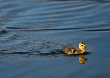 Tek mavi kanatlı Teal Duckling 'in Yellowstone gölünde Bill' e yapışmış su damlası var.