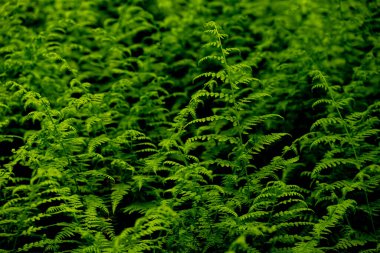 Shenandoah Ulusal Parkı 'ndaki Orman zemininde eğreltiotu avcıları dikiliyor